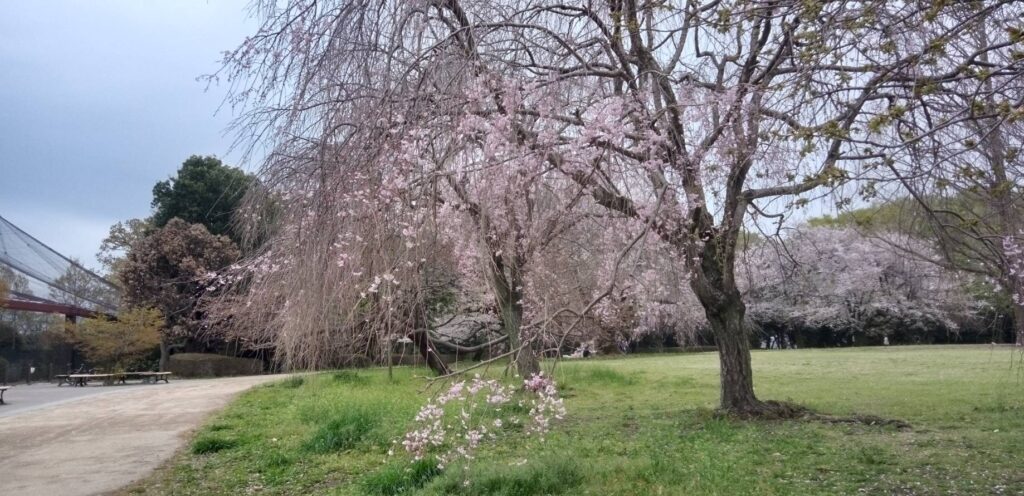 満開のピンクの枝垂れ桜