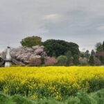 風車の前の菜の花が満開