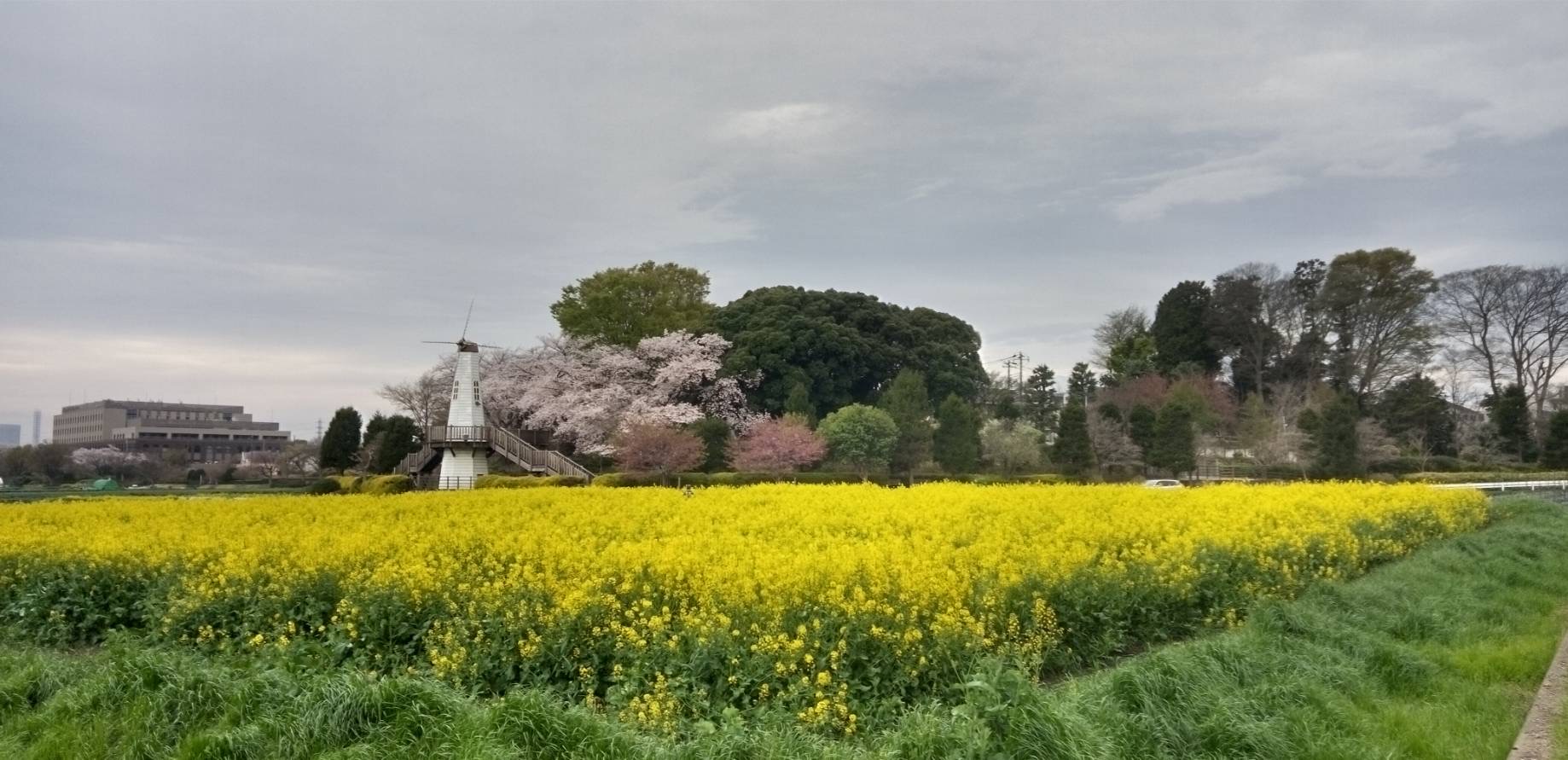 風車の前の菜の花が満開