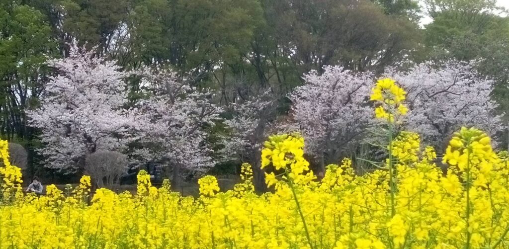 菜の花に桜の風景