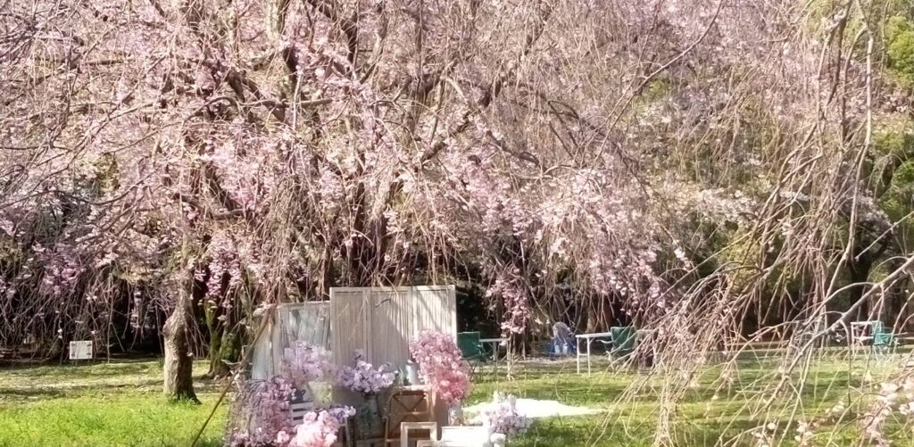 枝垂れ桜