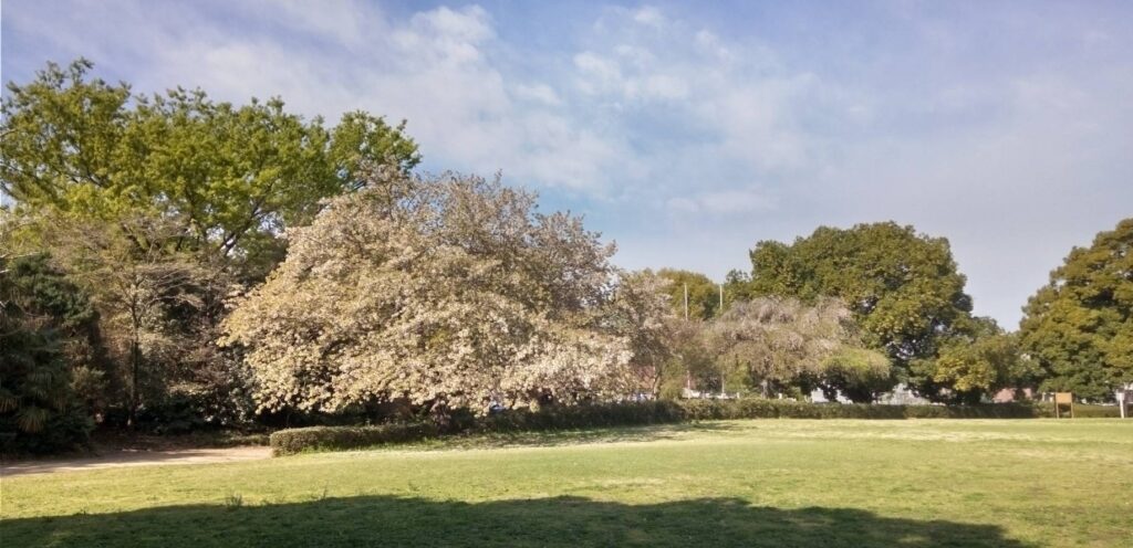 壮大な大島桜が青空に