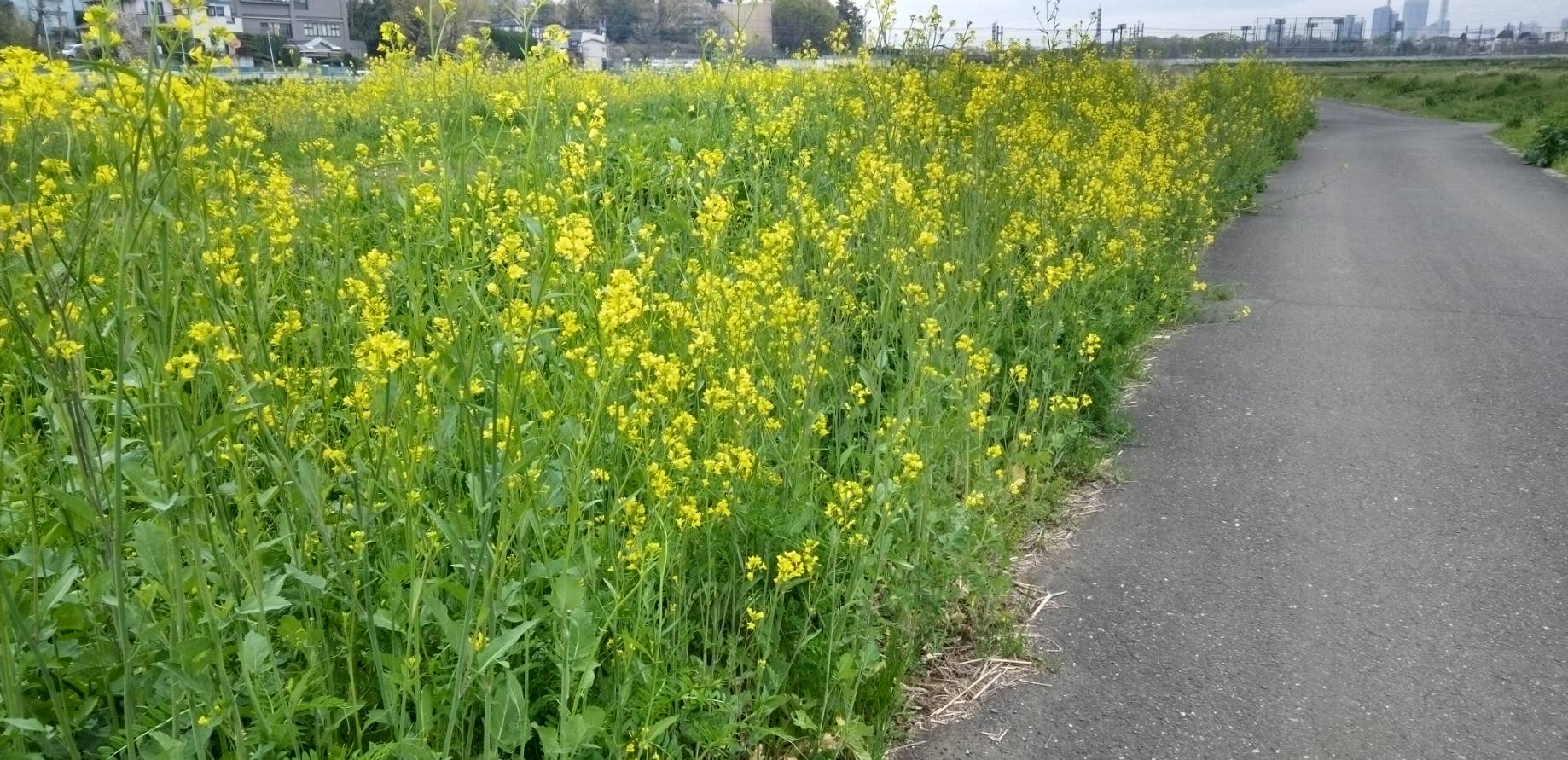 どこも菜の花だらけ