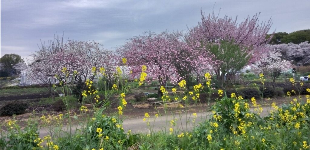 ハナモモの花が見事