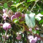 アケビの花が咲いている