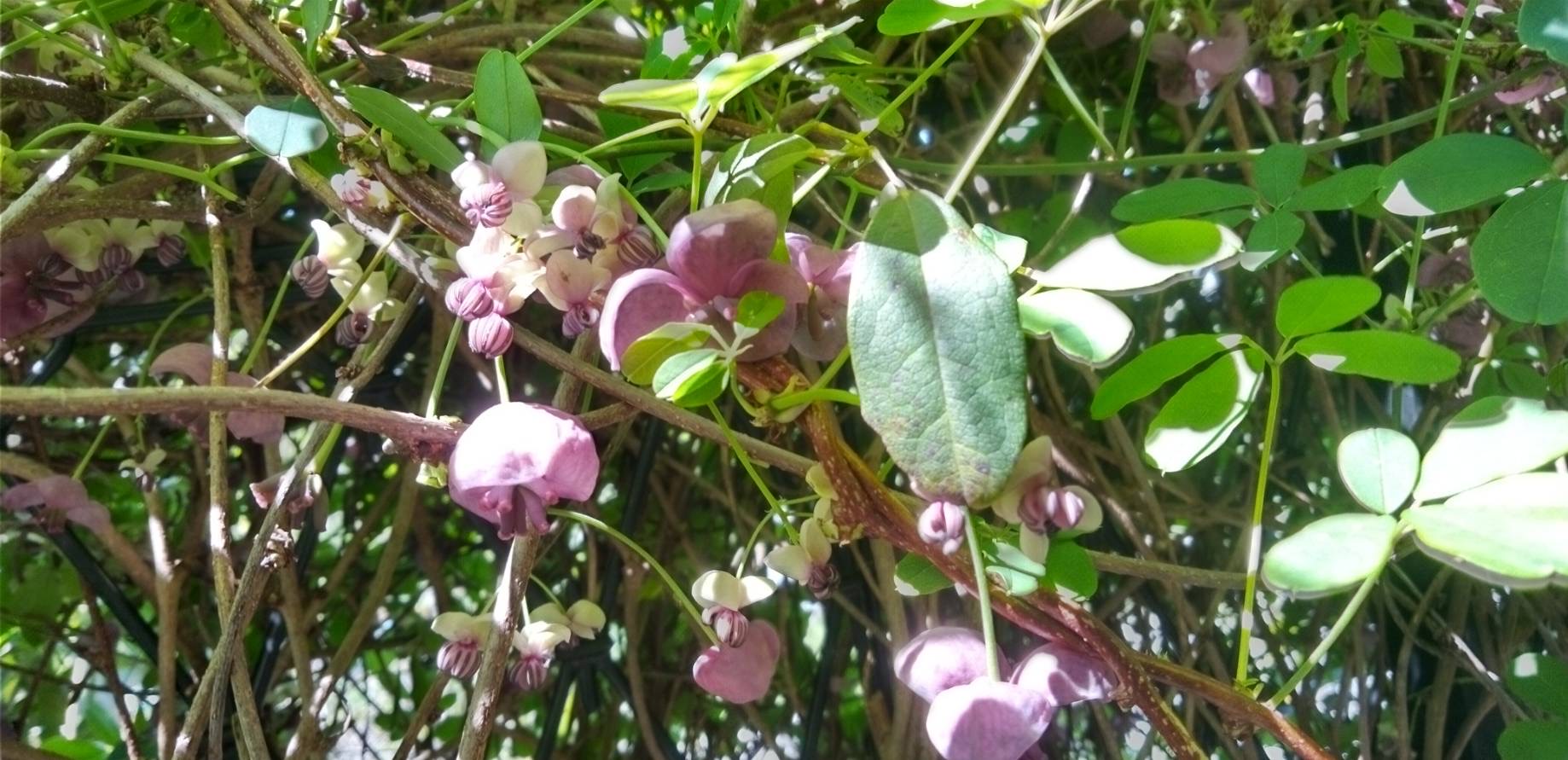 アケビの花が咲いている