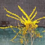 公園の片隅にレンギョウ