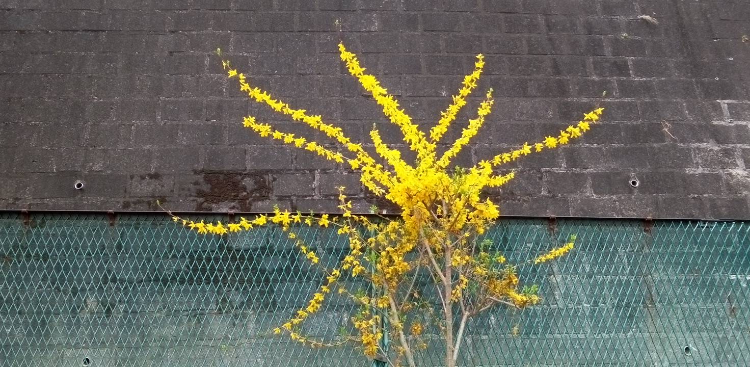 公園の片隅にレンギョウ