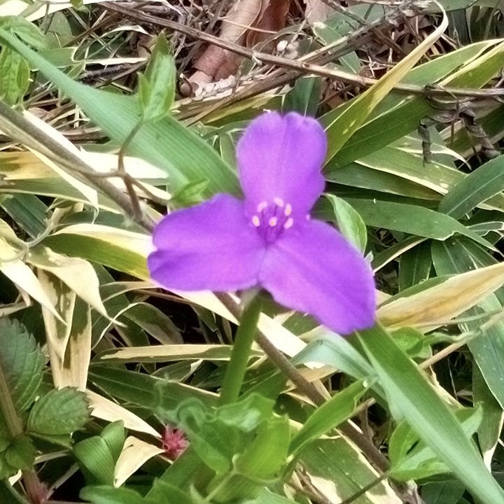 オオムラサキツユクサ