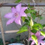 クレマチスの花