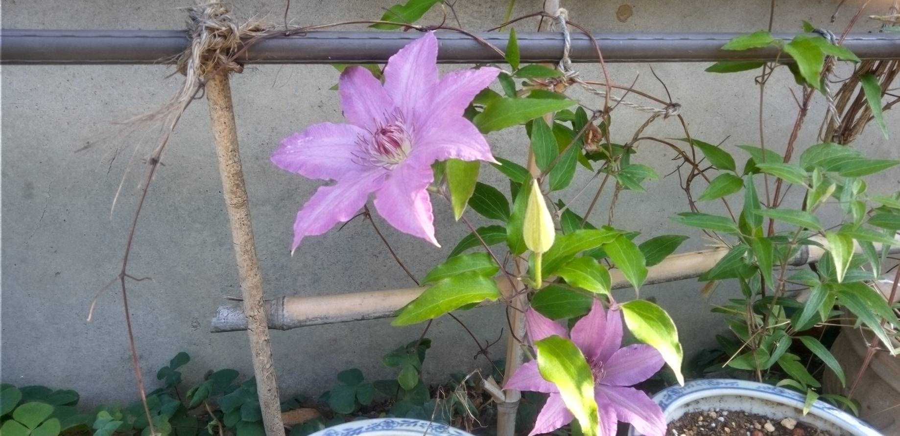 クレマチスの花