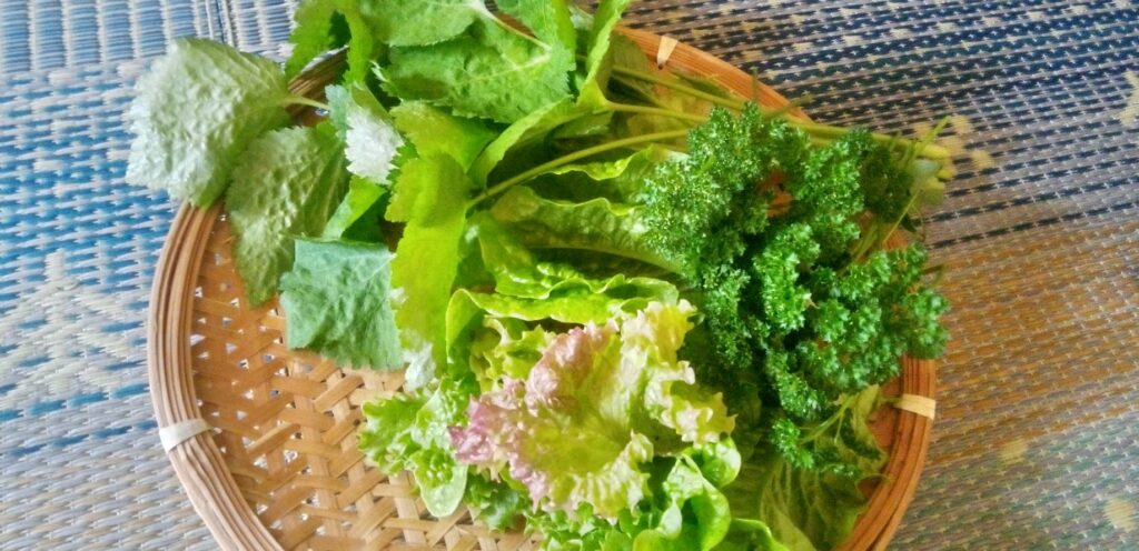 サラダ菜、パセリ、三つ葉