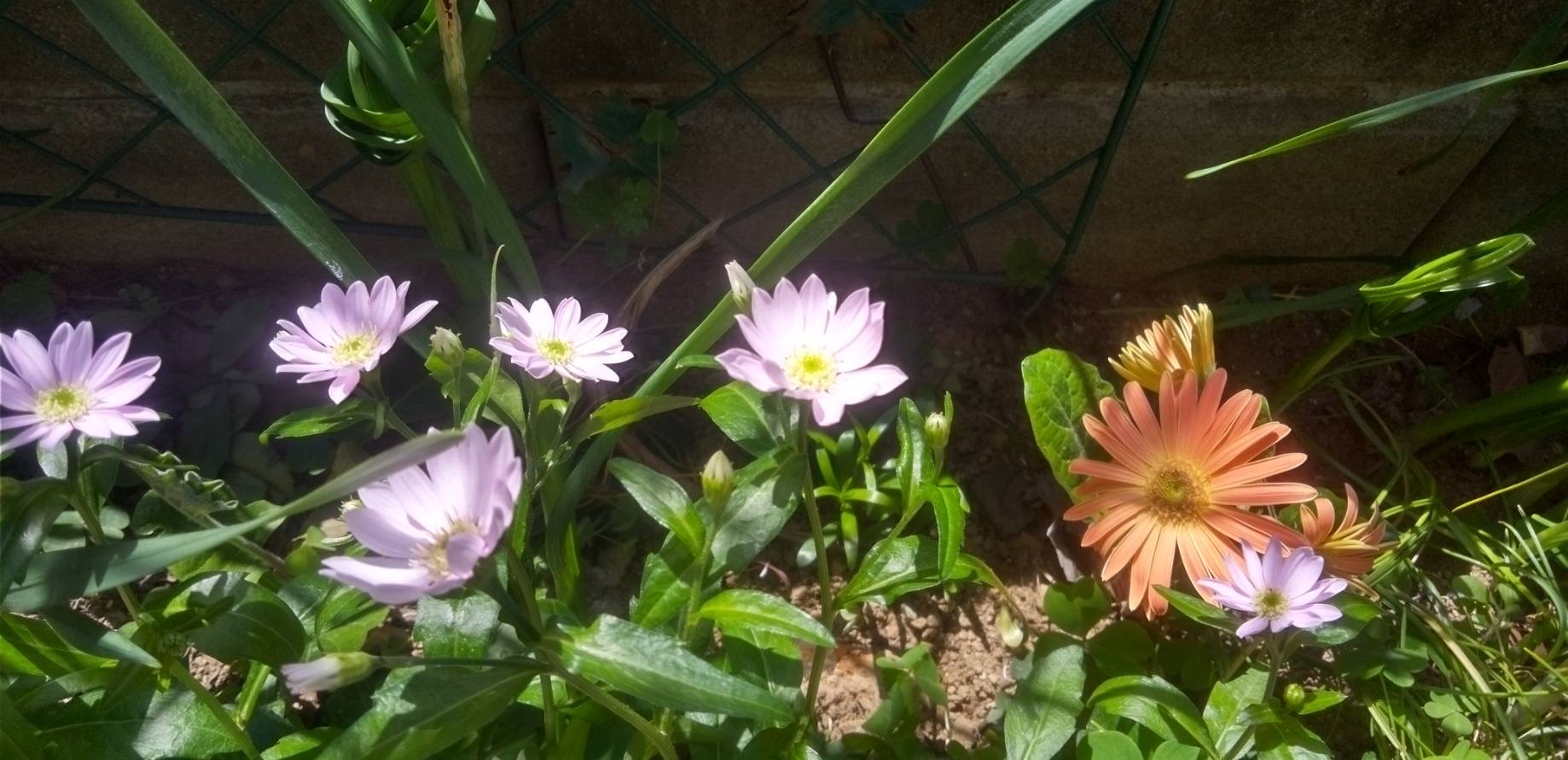 みやこわすれ・ガーベラ