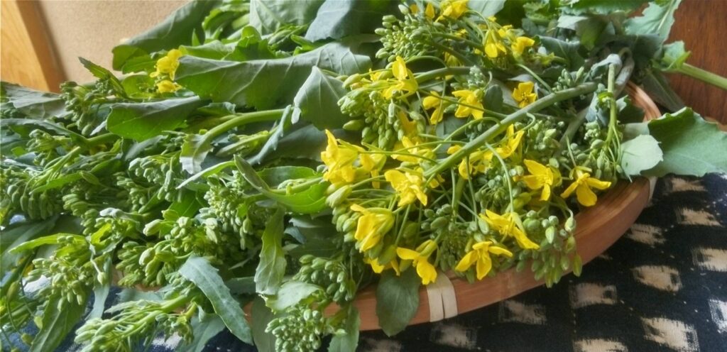 畑の友からかき菜を頂く