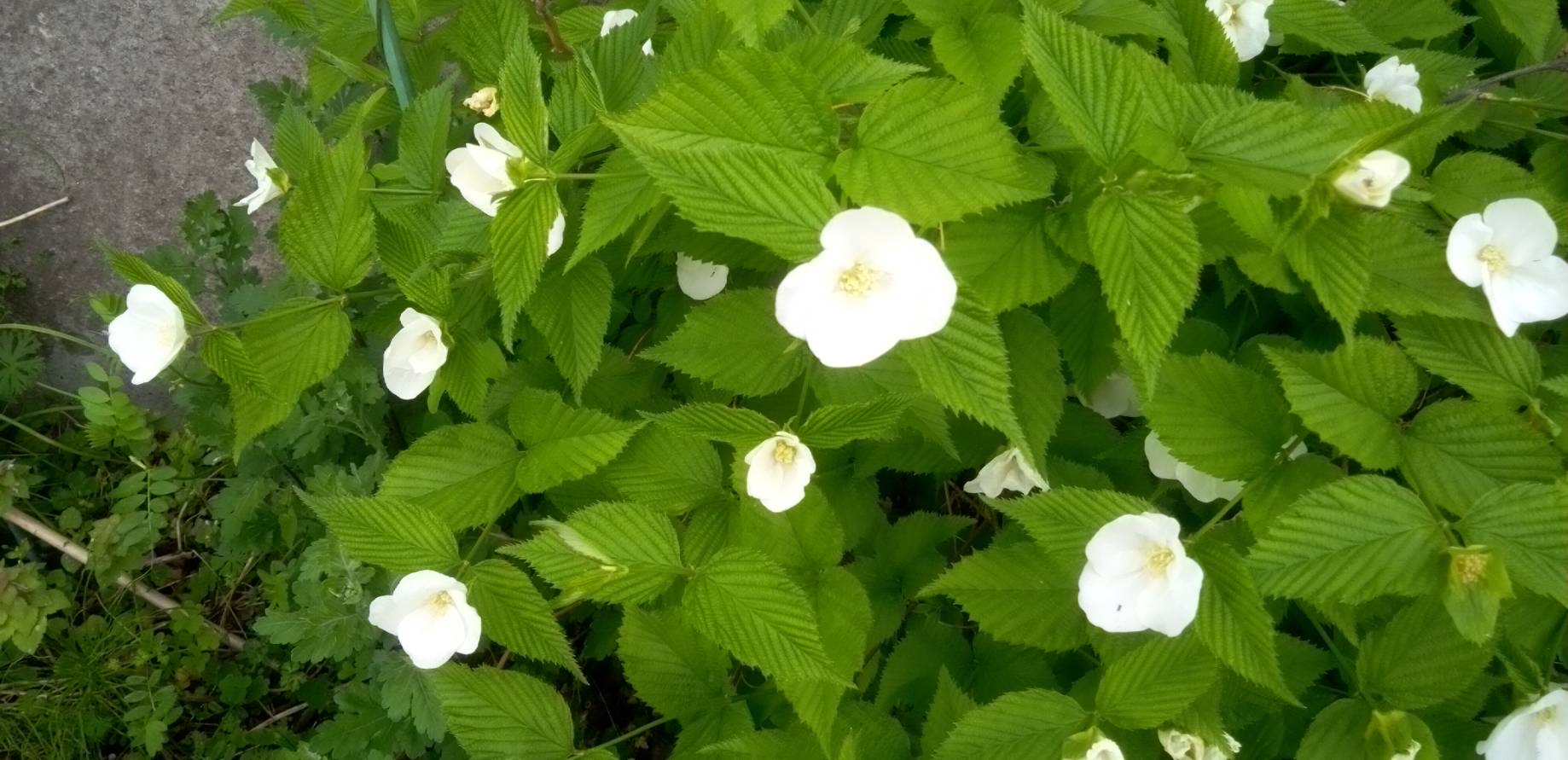 白いヤマブキの花