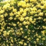 黄色いモッコウバラが満開