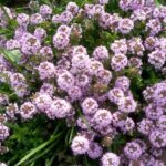 タイム～イブキジャコウソウ