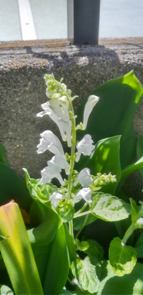 立浪草があちこちに