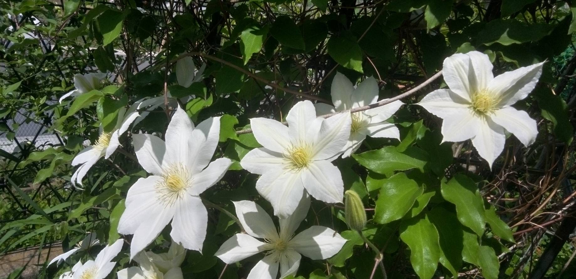 白のクレマチスの花