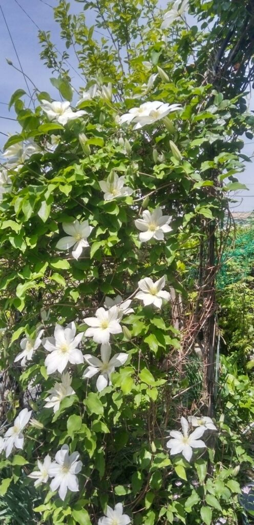 白のクレマチスの花