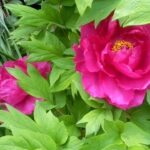 牡丹の花が大きい