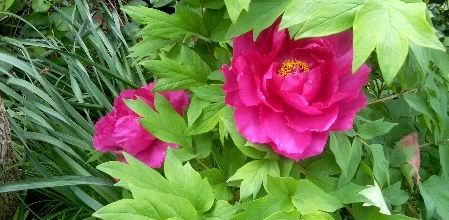 牡丹の花が大きい