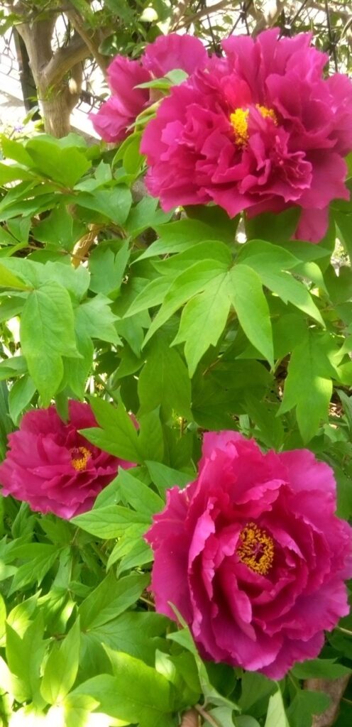 牡丹の花が大きい