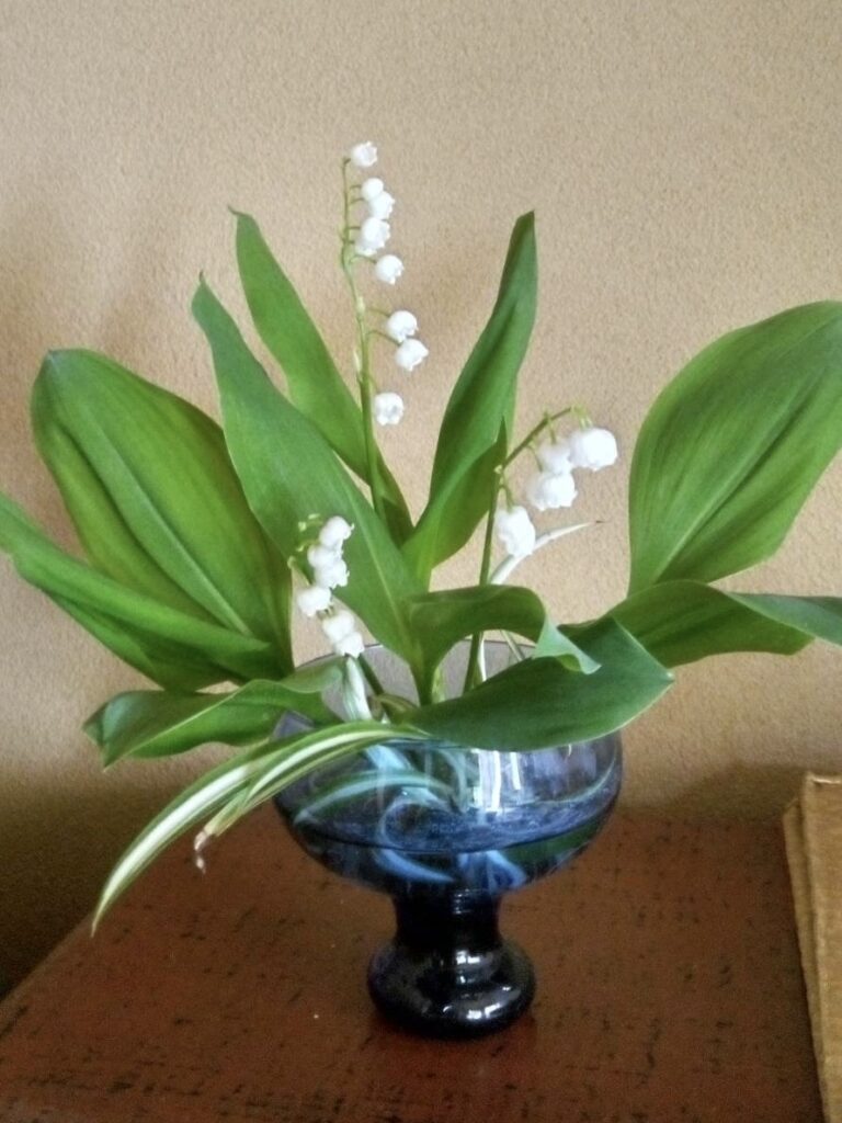 ドイツスズランの花を摘んで飾る
