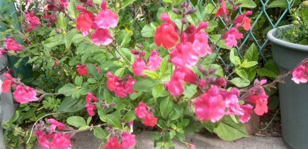 チェリーセイジも咲きだした