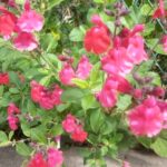 チェリーセイジも咲きだした