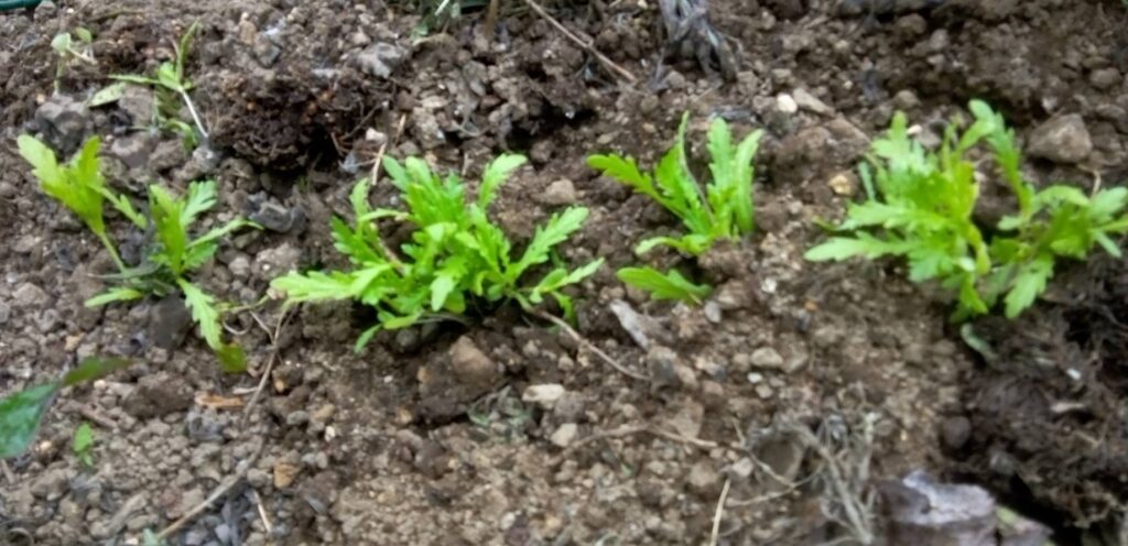春菊の苗がポットにびっしり