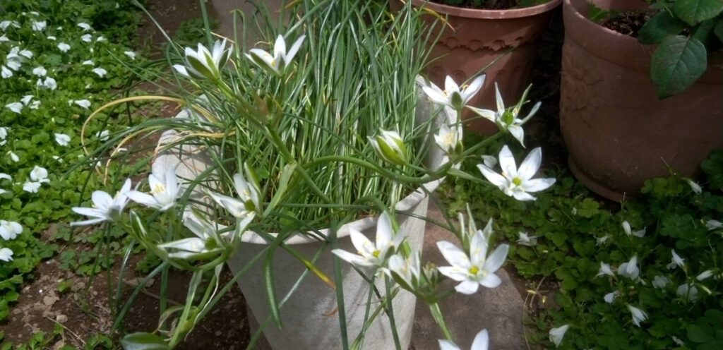 かれんなオーニソガラムの花