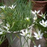 かれんなオーニソガラムの花