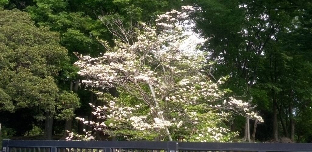 花水木は終わりです