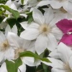 赤紫色のクレマチス