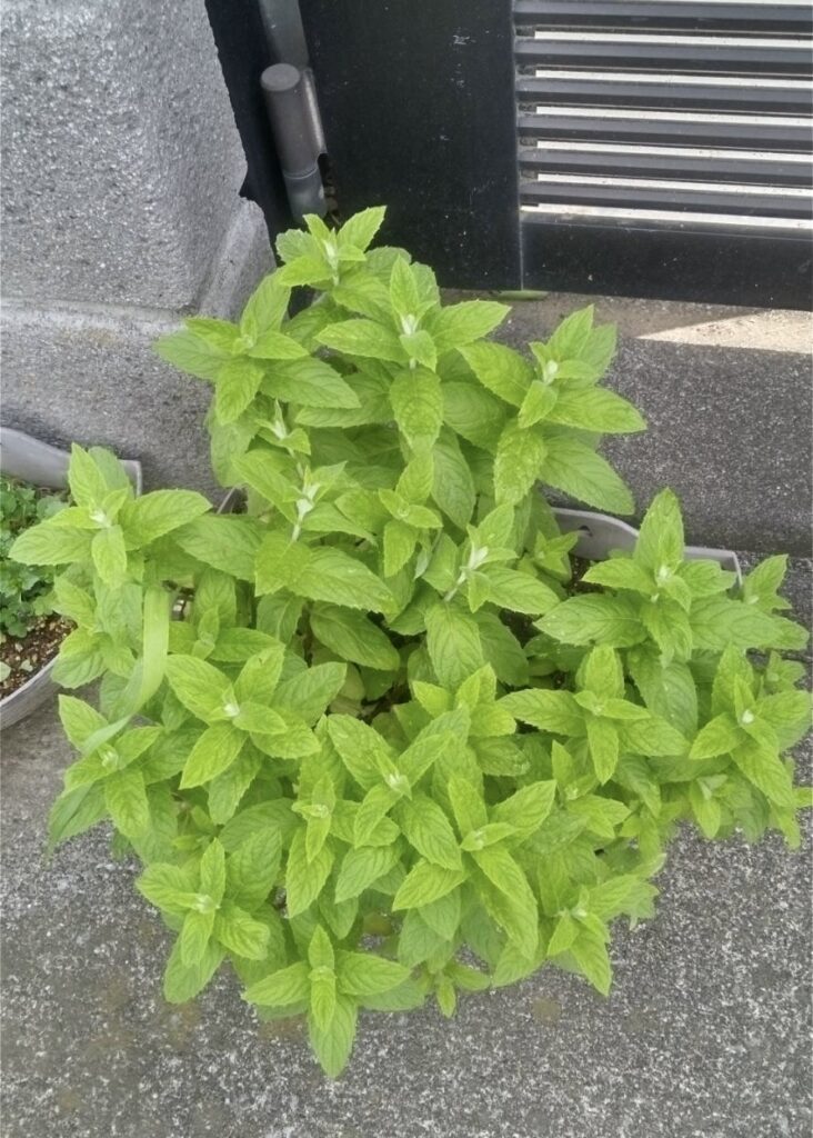 鉢植えのミント