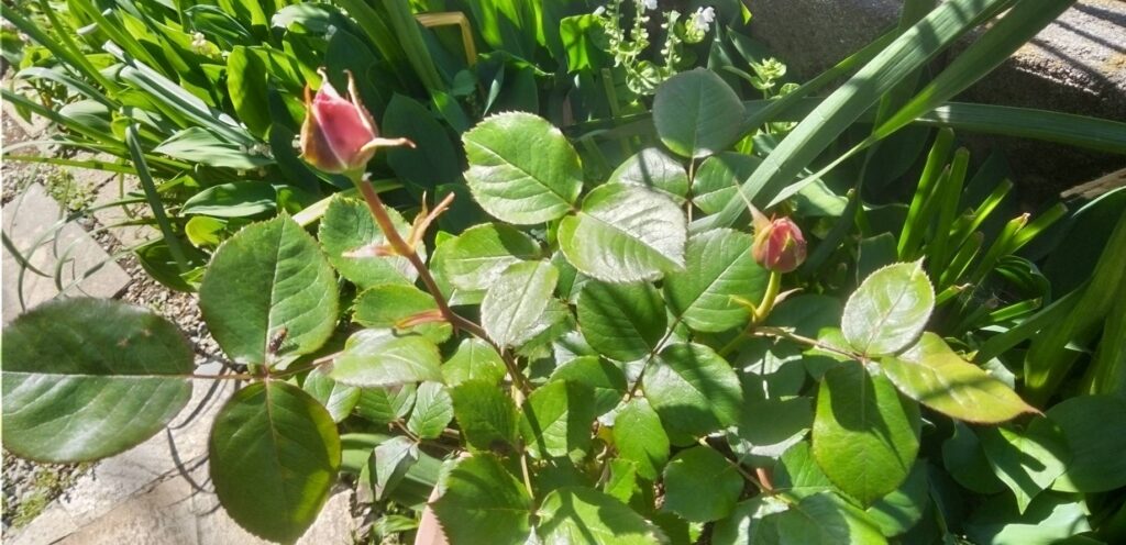 また植木の補修