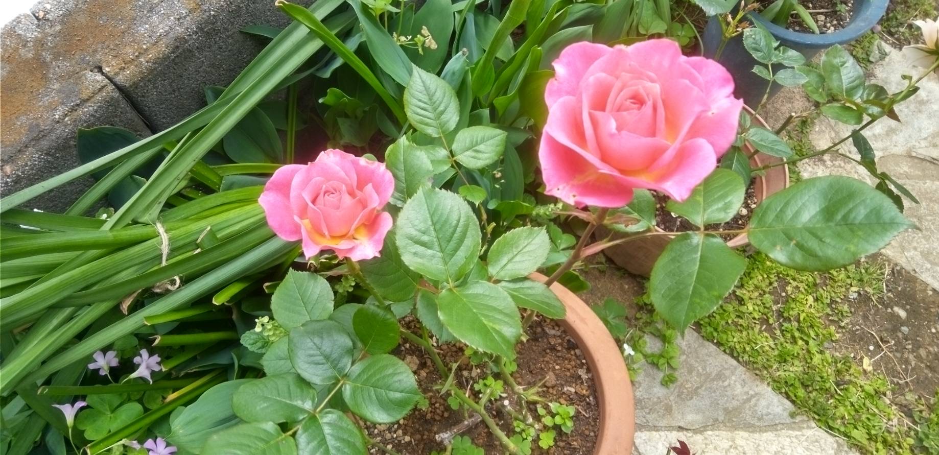 わばらを挿し木した