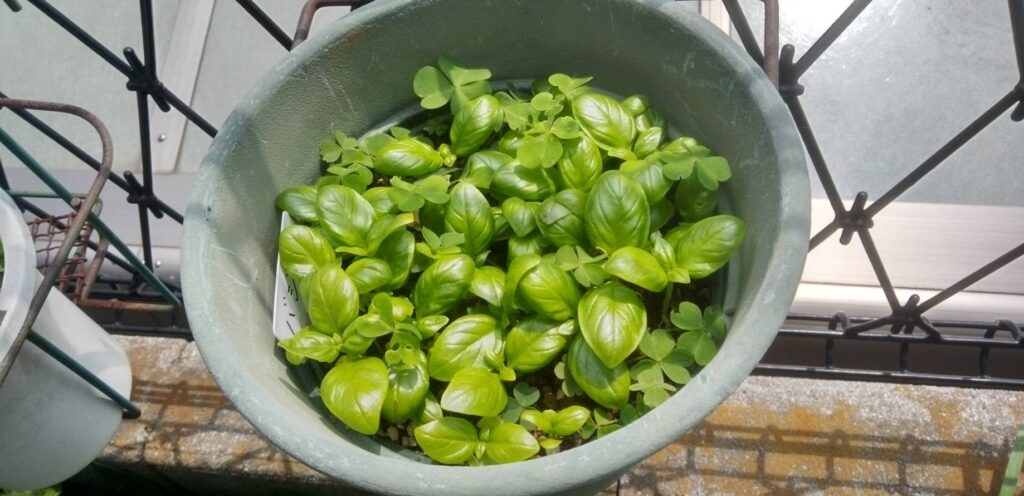 育ち過ぎたバジルの苗を小分けにポットに植え替え