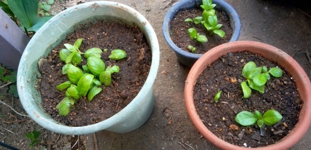 育ち過ぎたバジルの苗を小分けにポットに植え替え