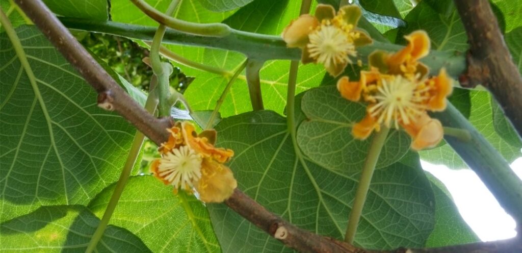 キウイの花が咲いてしまった