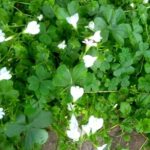 庭に蔓延る白花サギゴケ