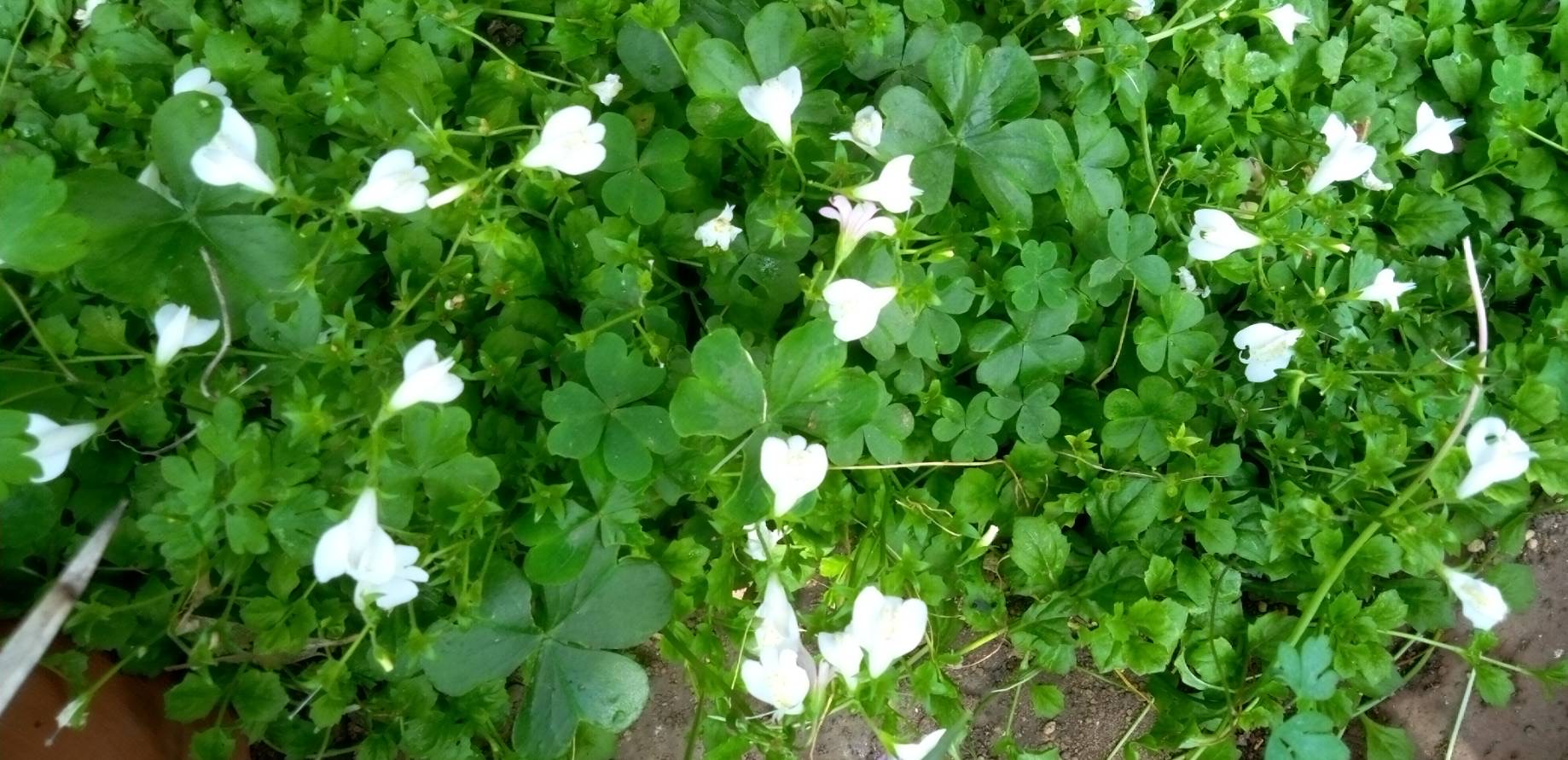 庭に蔓延る白花サギゴケ