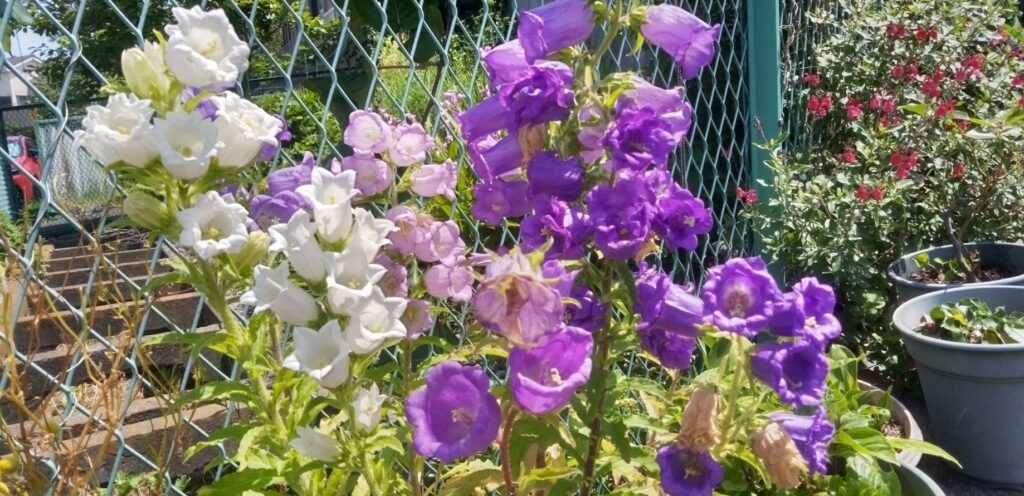 カンパニュラの花が咲いたよ
