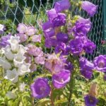 カンパニュラの花が咲いたよ