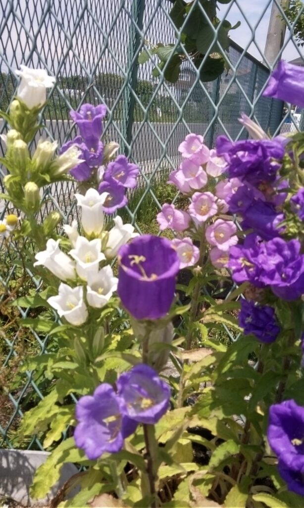 カンパニュラの花が咲いたよ