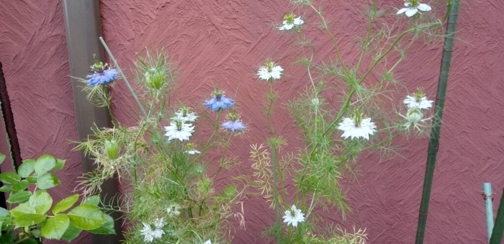 ニゲラの花たちが咲いた