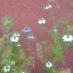 ニゲラの花たちが咲いた
