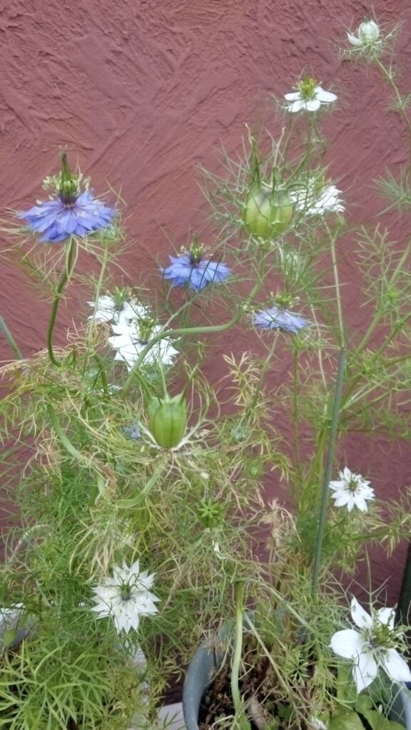 ニゲラの花たちが咲いた