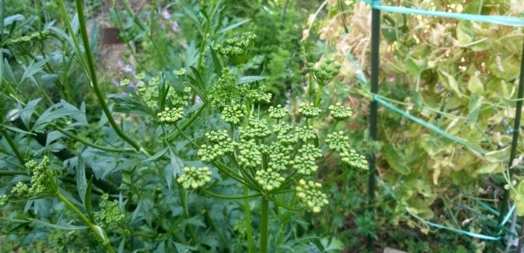 イタリアンパセリに花が咲く